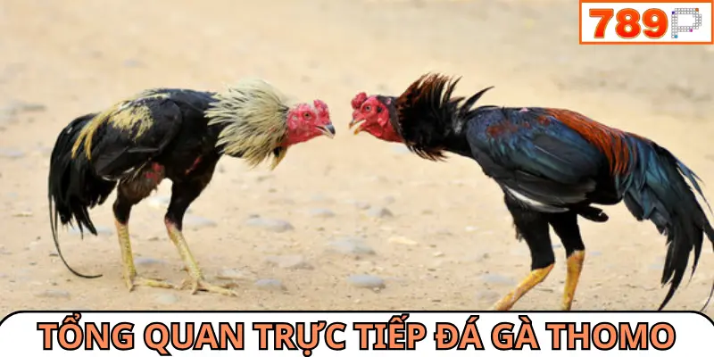 Thông tin tổng quan trực tiếp đá gà Thomo